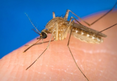 West Nile virus claims 3rd victim in Spain | West Nile virus claims 3rd victim in Spain