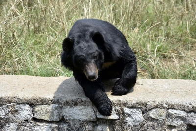 Bears in north Bengal to be fitted with radio collars for movement tracking | Bears in north Bengal to be fitted with radio collars for movement tracking