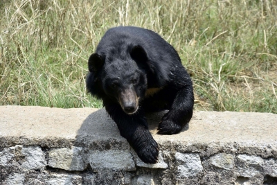 Bear attack on angler suspected after human head found in Japan lake | Bear attack on angler suspected after human head found in Japan lake Bear attack on angler suspected after human head found in Japan lake | Bear attack on angler suspected after human head found in Japan lake