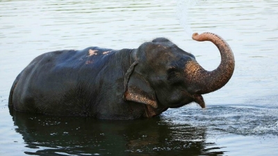 Kerala: Wild elephant fights overflowing river for nearly 3 hrs, saves itself | Kerala: Wild elephant fights overflowing river for nearly 3 hrs, saves itself