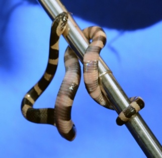 4 venomous Kraits rescued from a 20-ft borewell in Agra | 4 venomous Kraits rescued from a 20-ft borewell in Agra