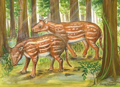 Horses, rhinos evolved from strange hoofed animal in India: Study | Horses, rhinos evolved from strange hoofed animal in India: Study Horses, rhinos evolved from strange hoofed animal in India: Study | Horses, rhinos evolved from strange hoofed animal in India: Study