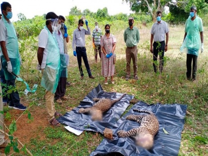 3 leopards found dead near Belvadi Lake in Mysuru | 3 leopards found dead near Belvadi Lake in Mysuru