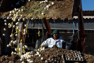 'Israel probably passed the peak of bird flu outbreak' | 'Israel probably passed the peak of bird flu outbreak'