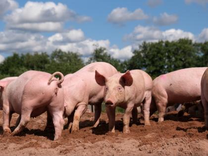 Sweden restricts vast area after African swine fever discovered | Sweden restricts vast area after African swine fever discovered Sweden restricts vast area after African swine fever discovered | Sweden restricts vast area after African swine fever discovered