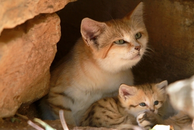 Cat mother, kitten trapped in ventilation shaft for 8 days rescued | Cat mother, kitten trapped in ventilation shaft for 8 days rescued Cat mother, kitten trapped in ventilation shaft for 8 days rescued | Cat mother, kitten trapped in ventilation shaft for 8 days rescued