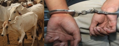 K'taka man arrested for unnatural sex with cows | K'taka man arrested for unnatural sex with cows