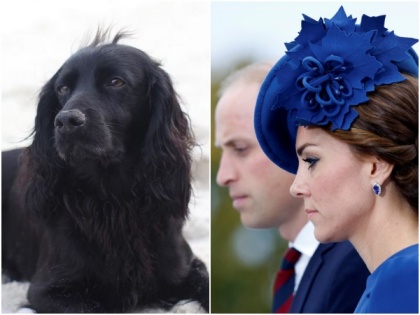 Will miss him so much: Prince William, Kate Middleton mourn death of their dog | Will miss him so much: Prince William, Kate Middleton mourn death of their dog