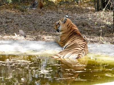 Another tiger dies in MP's Pench | Another tiger dies in MP's Pench