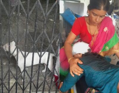 Gurugram: Woman's condition critical after Pitbull attack | Gurugram: Woman's condition critical after Pitbull attack