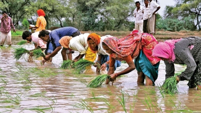 Due to rain deficit, crop sowing in Gujarat sees fall | Due to rain deficit, crop sowing in Gujarat sees fall Due to rain deficit, crop sowing in Gujarat sees fall | Due to rain deficit, crop sowing in Gujarat sees fall