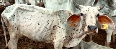 Half of MP under clutch of lumpy virus, over 100 cows dead | Half of MP under clutch of lumpy virus, over 100 cows dead