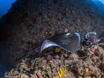 Israel launches 1st tourist marine nature reserve in Mediterranean | Israel launches 1st tourist marine nature reserve in Mediterranean