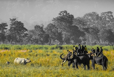 Over 64% tourists' increase in Assam's Kaziranga national park | Over 64% tourists' increase in Assam's Kaziranga national park