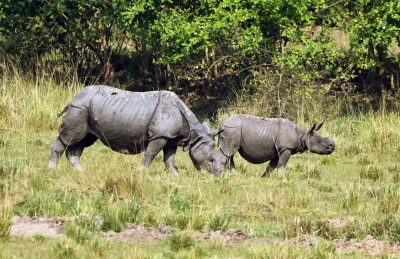 Rhinos spotted in Assam forest, days after eviction of squatters | Rhinos spotted in Assam forest, days after eviction of squatters