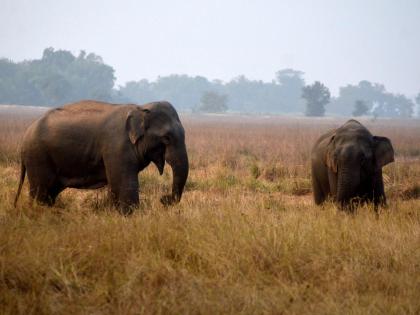 Couple trampled to death by wild elephants in Andhra Pradesh | Couple trampled to death by wild elephants in Andhra Pradesh
