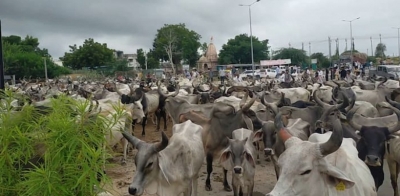 Thousands of cows on Gujarat highways block traffic as govt fails to fund shelter homes | Thousands of cows on Gujarat highways block traffic as govt fails to fund shelter homes