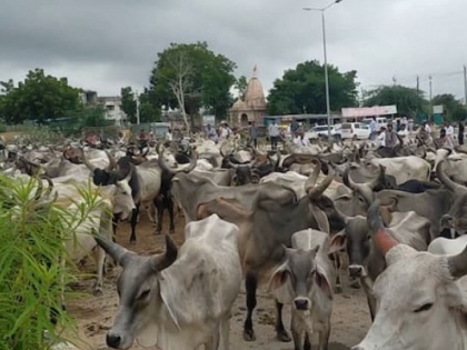 Illegal cow transportation: BJP workers among four held in K’taka | Illegal cow transportation: BJP workers among four held in K’taka