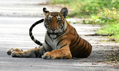 Farmer killed in tiger attack in UP | Farmer killed in tiger attack in UP