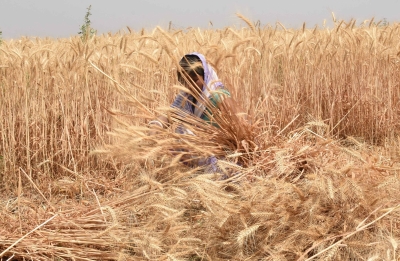 Wheat procurement up by 5.44% over last year: Govt | Wheat procurement up by 5.44% over last year: Govt Wheat procurement up by 5.44% over last year: Govt | Wheat procurement up by 5.44% over last year: Govt