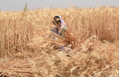 Pak to favourably consider Taliban request for transporting wheat from India | Pak to favourably consider Taliban request for transporting wheat from India