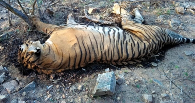 Another tiger dies in MP, toll mounts to 40 | Another tiger dies in MP, toll mounts to 40