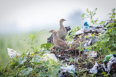 Hunting & habitat loss further reducing the elusive black francolin | Hunting & habitat loss further reducing the elusive black francolin
