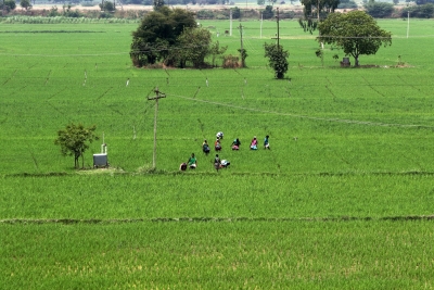 TN farmers relieved as crop insurance deadline extended to Nov 21 | TN farmers relieved as crop insurance deadline extended to Nov 21