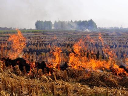 Punjab sees surge in stubble-burning cases; Haryana witnesses decline | Punjab sees surge in stubble-burning cases; Haryana witnesses decline
