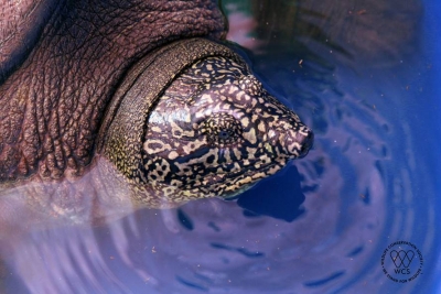 Last turtle pair revives hope of survival of species | Last turtle pair revives hope of survival of species Last turtle pair revives hope of survival of species | Last turtle pair revives hope of survival of species