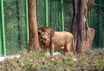 Palestinian boy mauled to death by lion in Gaza zoo | Palestinian boy mauled to death by lion in Gaza zoo