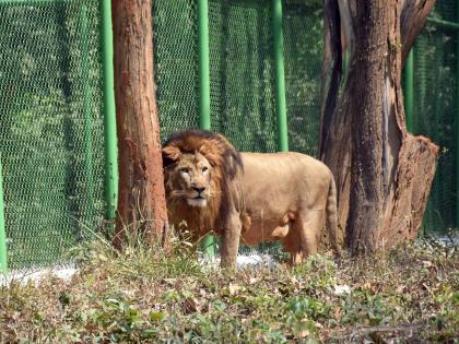 Junagadh Forest Department partners with villagers for lion safari services | Junagadh Forest Department partners with villagers for lion safari services Junagadh Forest Department partners with villagers for lion safari services | Junagadh Forest Department partners with villagers for lion safari services