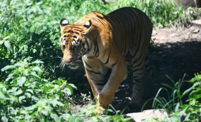 Nepal’s tiger population reaches 355 | Nepal’s tiger population reaches 355