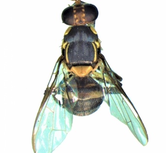 New fruit fly species recorded in Himachal | New fruit fly species recorded in Himachal