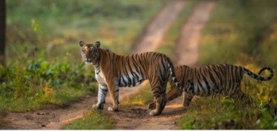 TN Forest Department draws flak for 'firing two tranquilisers' on tiger | TN Forest Department draws flak for 'firing two tranquilisers' on tiger