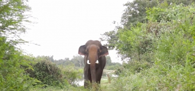 Elephant fed alcohol forcefully; rescued, brought to Agra | Elephant fed alcohol forcefully; rescued, brought to Agra
