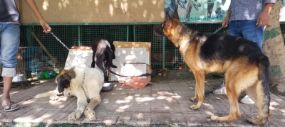 Man's best friend bites: Pitbulls, German Shepherds spread terror in Noida-G'bad | Man's best friend bites: Pitbulls, German Shepherds spread terror in Noida-G'bad