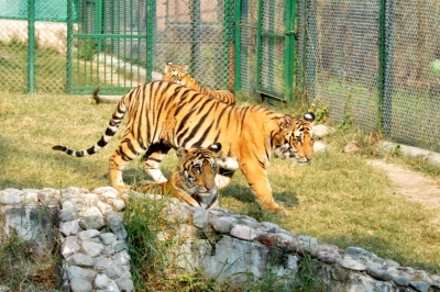 Central Zoo Authority gives approval for TN's fifth Zoo | Central Zoo Authority gives approval for TN's fifth Zoo