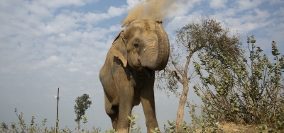 Wild elephant separated from herd attacks forest watcher in Coimbatore | Wild elephant separated from herd attacks forest watcher in Coimbatore