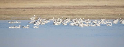 Over 400 migratory birds die mysteriously in Pong wetlands | Over 400 migratory birds die mysteriously in Pong wetlands Over 400 migratory birds die mysteriously in Pong wetlands | Over 400 migratory birds die mysteriously in Pong wetlands
