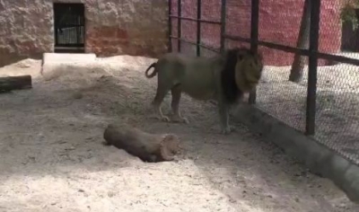 Lions are healthy, clarifies Hyderabad's Nehru Zoo Park | Lions are healthy, clarifies Hyderabad's Nehru Zoo Park Lions are healthy, clarifies Hyderabad's Nehru Zoo Park | Lions are healthy, clarifies Hyderabad's Nehru Zoo Park