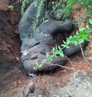 TN, Kerala vaccinating livestock after elephant dies of Anthrax | TN, Kerala vaccinating livestock after elephant dies of Anthrax