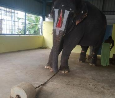 Elephant Jeymalyatha still in chains: PETA | Elephant Jeymalyatha still in chains: PETA