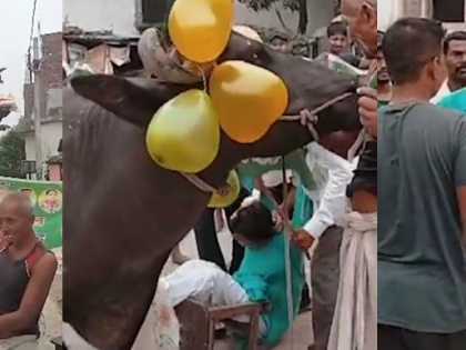 RJD leader falls off buffalo while celebrating party formation day in Bihar | RJD leader falls off buffalo while celebrating party formation day in Bihar
