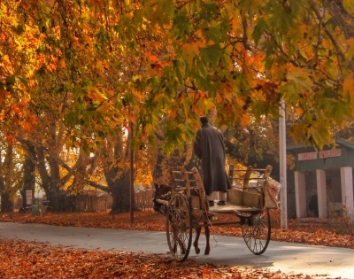 Autumn, Kashmir's golden yellow season of plenty is here | Autumn, Kashmir's golden yellow season of plenty is here