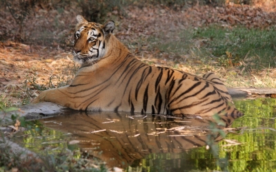 Tiger and boat safari in U.P sanctuaries soon | Tiger and boat safari in U.P sanctuaries soon