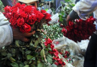 Red roses symbolize Valentine's love, but vulnerable to climate change: Report | Red roses symbolize Valentine's love, but vulnerable to climate change: Report Red roses symbolize Valentine's love, but vulnerable to climate change: Report | Red roses symbolize Valentine's love, but vulnerable to climate change: Report