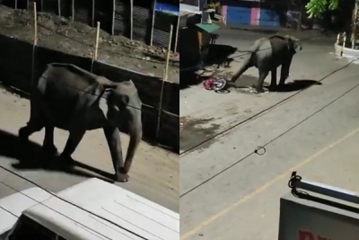 Wild elephant enters Assam's Tezpur town, goes on rampage | Wild elephant enters Assam's Tezpur town, goes on rampage