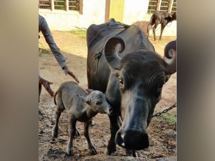 India's first Banni buffalo IVF calf born in Gujarat | India's first Banni buffalo IVF calf born in Gujarat