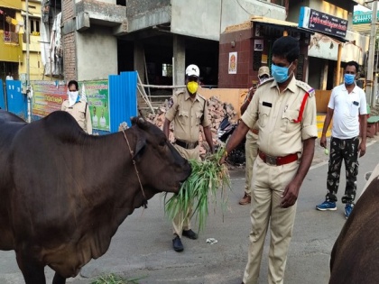 Andhra Pradesh police fed stray cows in Eluru | Andhra Pradesh police fed stray cows in Eluru